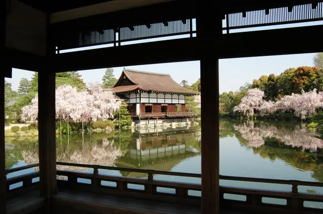 Enjoy weeping cherry trees in the Japanese garden "Shin-en garden"