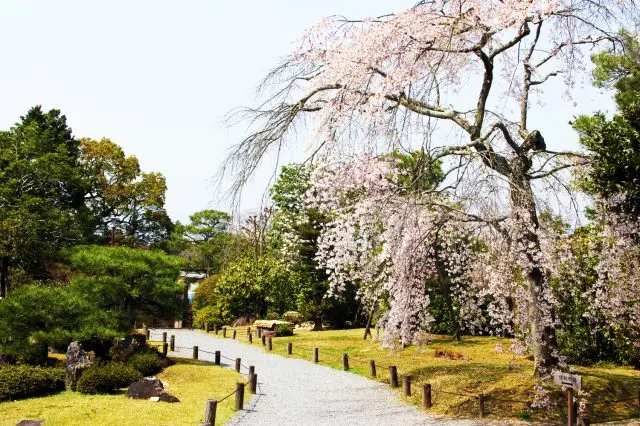 [Kyoto Cherry Blossom Viewing Tour] Spring in full bloom!