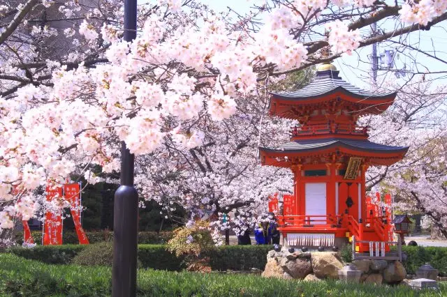 「四天王寺」庭園內開滿了櫻花