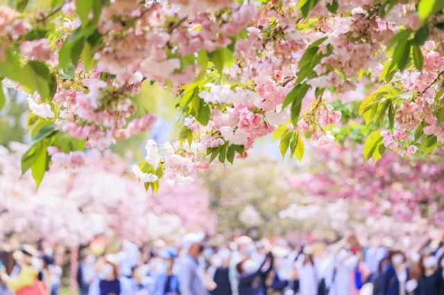 八重桜満開の造幣局通り抜け