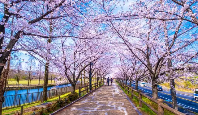 打上川治水緑地の櫻花並木
