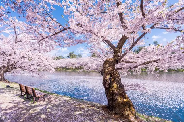 有52种、共2600株樱花树竞相开放的弘前公园