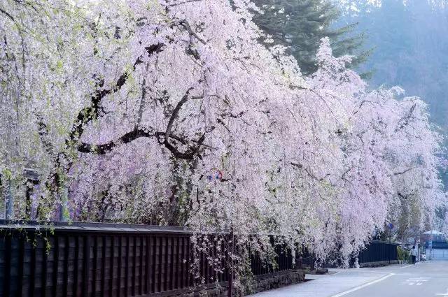 武家屋敷通的枝垂樱
