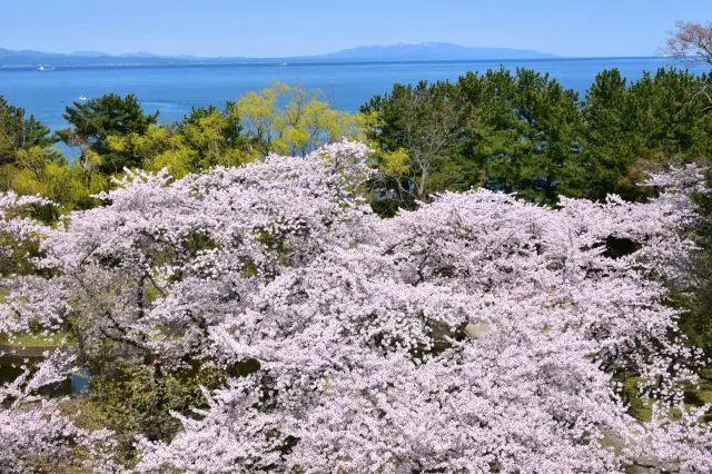 由樱花并木、 松树林和大海交织而成的景观