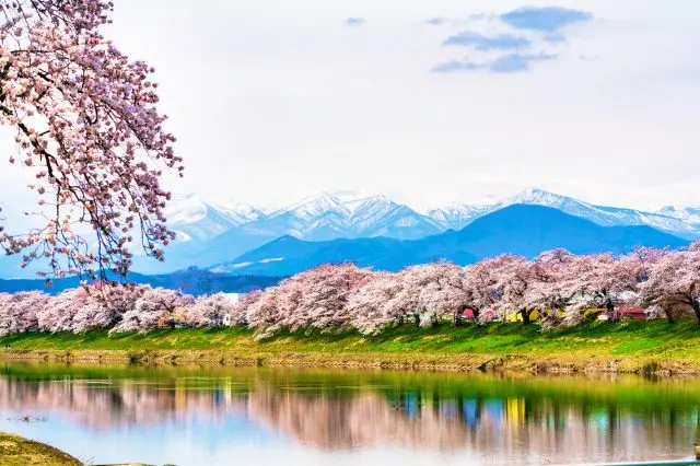 【东北必去的赏樱景点】东北地区18个最美的樱花景点都在这了！