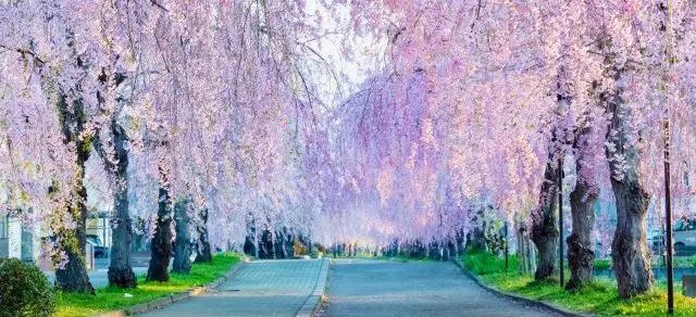 福岛县 满开的日中线枝垂樱並木