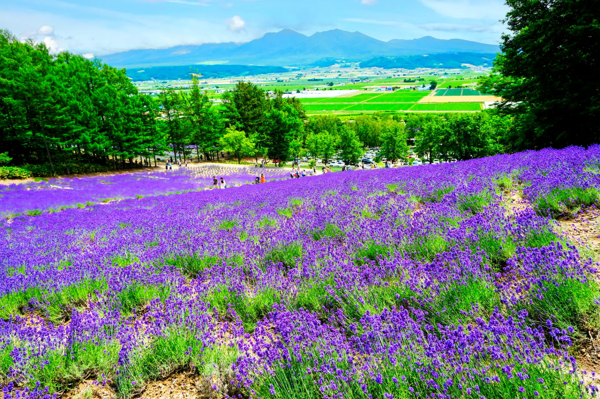 6月下旬から8月上旬にかけて見頃を迎える富良野のラベンダー畑