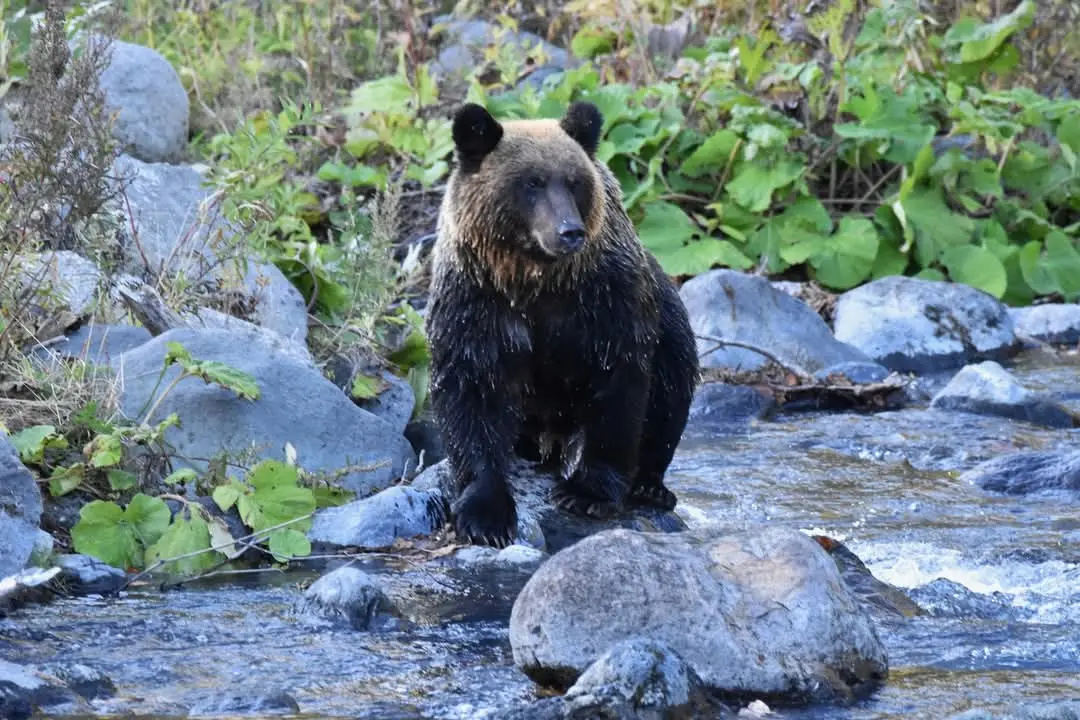 北海道では野生動物と遭遇する可能性もある