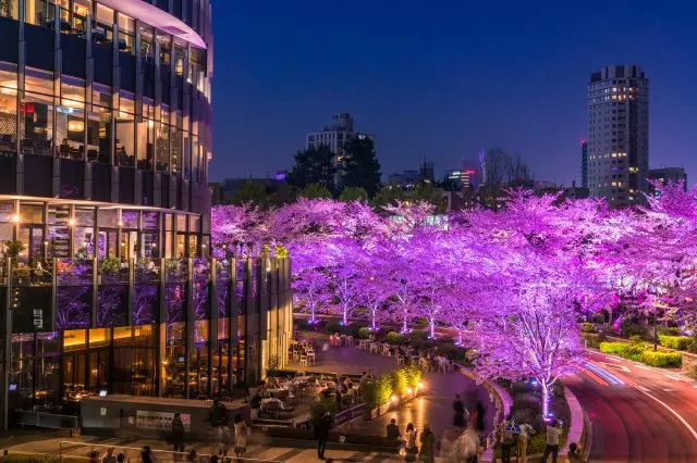 在「东京中城」可以欣赏到摩天大楼与灯光映射下的樱花相映成趣的迷人景色