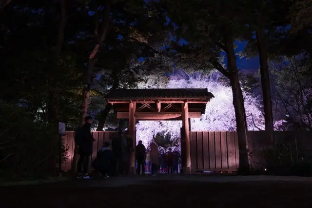 由「大枝垂樱」与大名庭园共同构成的优雅景致