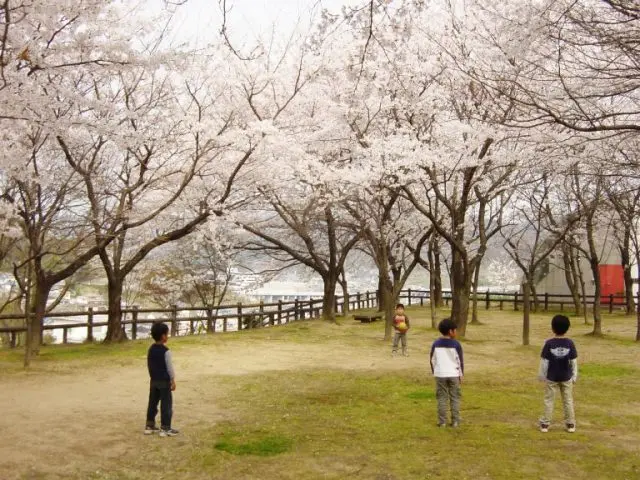 Cherry blossom garden in “Yokohama Park”. During the spring season, visitors can enjoy cherry blossom viewing with a view of the Seto Inland Sea in the background.