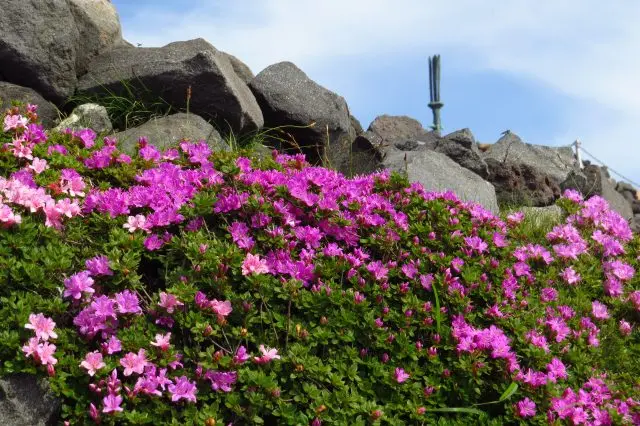 Miyama-kirishima trees grow in clusters on Takachiho Peak. What you can see in the back is the "Amenosakahoko", a symbol of Tenson Korin（the descent to earth of the grandson of the sun goddess）.