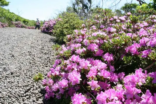 Large colonies of Miyama-kirishima spread out like a beautiful pink carpet
Photo Credit: Kirishima Geopark Council Office