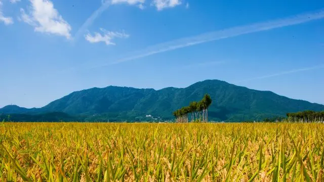 All the charms of Niigata are packed into one day! 1 Day Trip to fully enjoy the charms of "Nishikan" Ward.