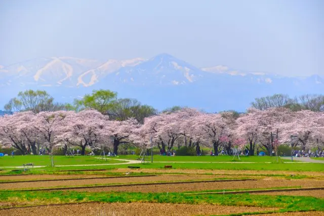 During the period when rice cultivation began, belief in cherry blossoms also began