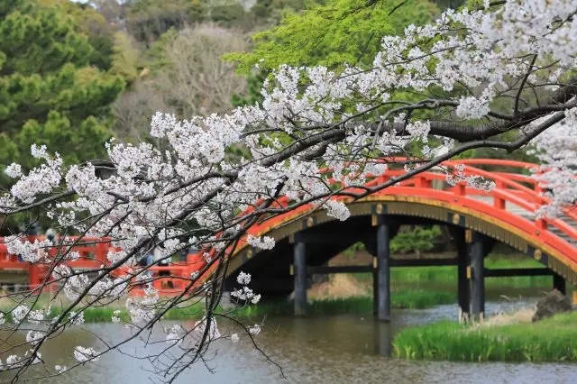 Image of cherry blossoms in bloom in an aristocratic garden
