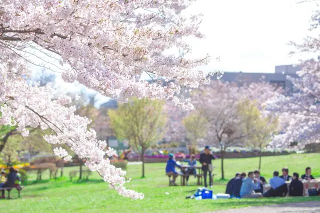 Japanese enjoying a party under a cherry tree