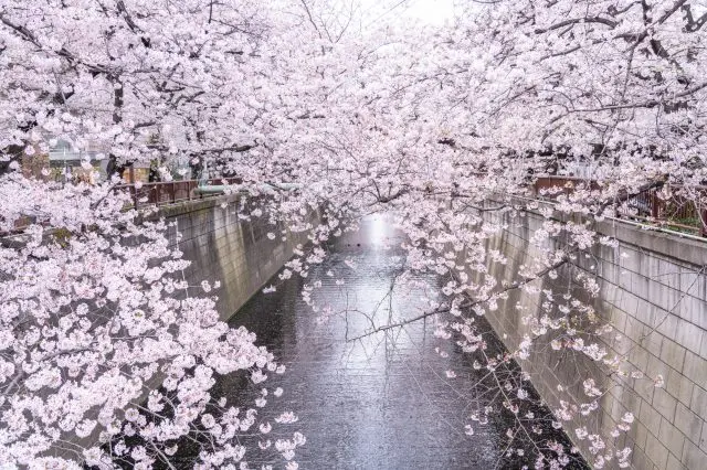 Many cherry trees can be seen along rivers in Japan today