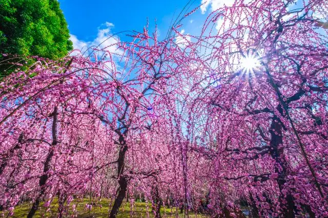 Ume plum became popular among aristocrats in the Nara period