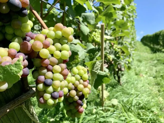 Hokkaido Niki-cho Wine Tourism: Winery tours and a hotel in a renovated historic building!