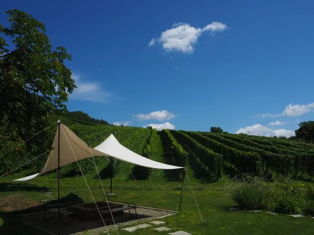 Vineyards spread out on a slope. The contrast with the blue sky is beautiful.