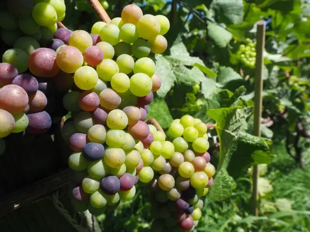 Grapes beginning to ripen