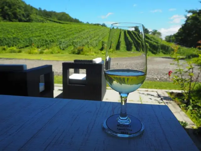 Enjoy special wines with a view of the vineyard