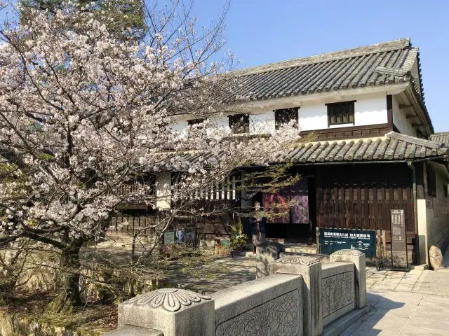 Cherry blossoms add color to the elegant townscape