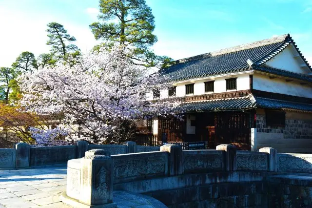 Cherry blossom viewing stroll in the Kurashiki Bikan Historical Quarter, a tasteful townscape