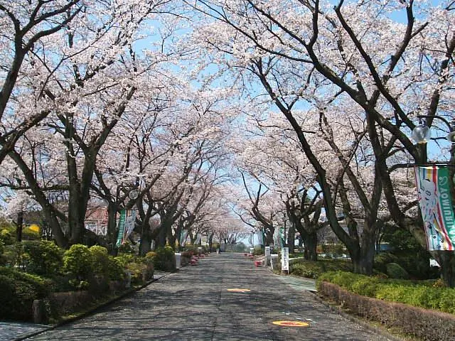 A row of cherry blossom trees 180 meters long
