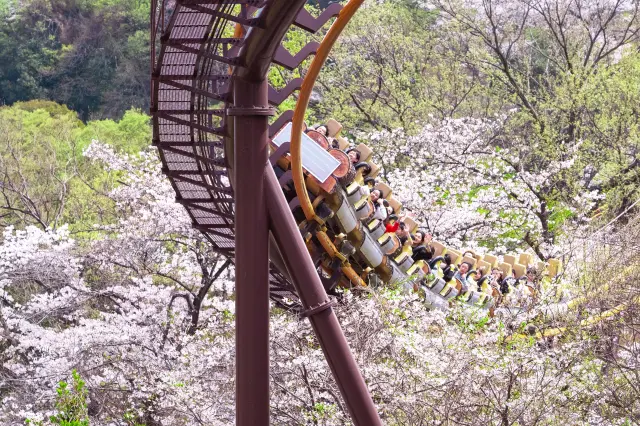 Only the "Bandit" allows you to view cherry blossoms at a speed of 110 km/h