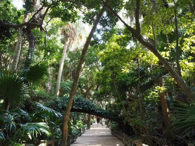 The approach leading to the main shrine. The sunlight shining through the trees is very beautiful.