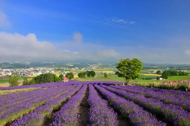 In the 'Furano Area', you can enjoy the unique breathtaking views unique to Hokkaido.
