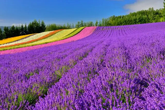 The "Irodori Field" where seven colors of flowers color the hill like a rainbow.