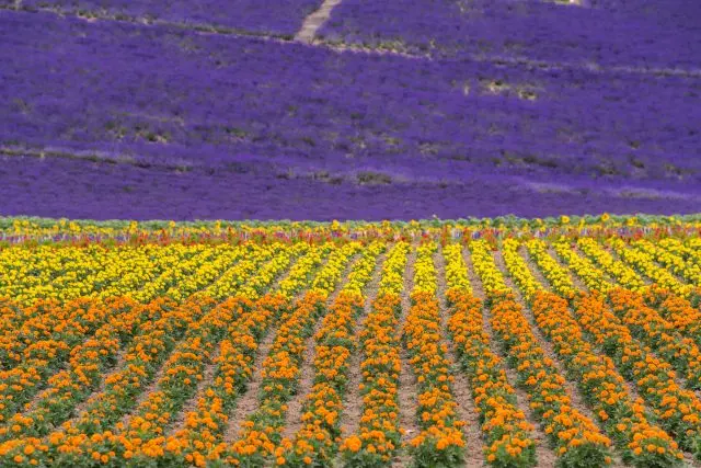 Enjoy the colorful flower fields and various experiences at 'Flower Land Kamifurano'.