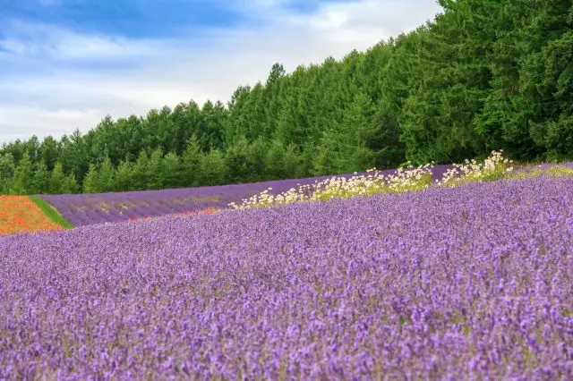 'Saika no Sato' is so beautiful that it is used as a location for films and commercials.