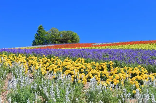 You can enjoy the flower fields from various angles at 'Kanno Farm'.