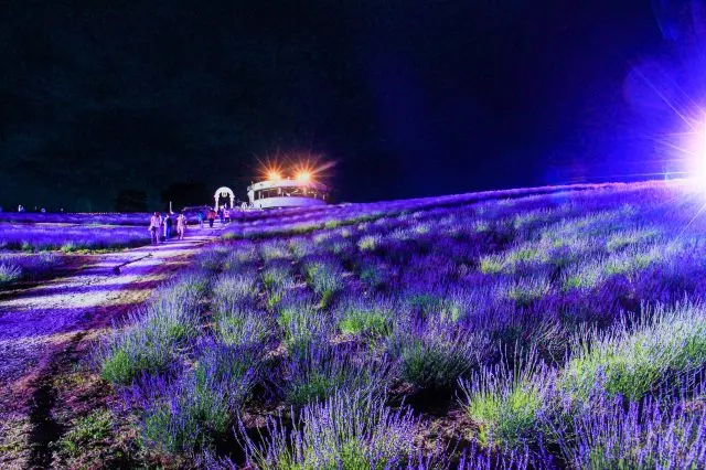 7月舉辦的「上富良野薰衣草節」還舉辦夜間點燈活動，能享受夜間的夢幻空間