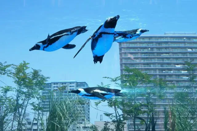 Penguins swimming through the city sky!