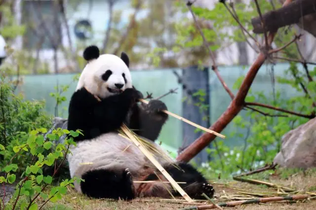 歷史悠久的動物園，能見到姿態超萌大熊貓