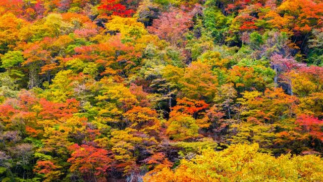 Vibrant Autumn Leaves in Japan