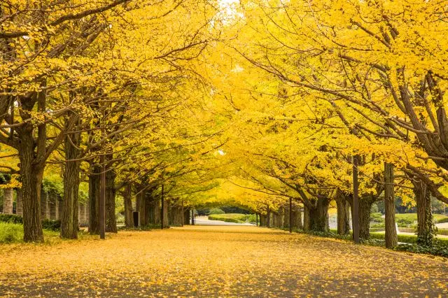 Discover the Best Spots for Autumn Foliage: a Guide to Enjoying Fall Colors in Tokyo