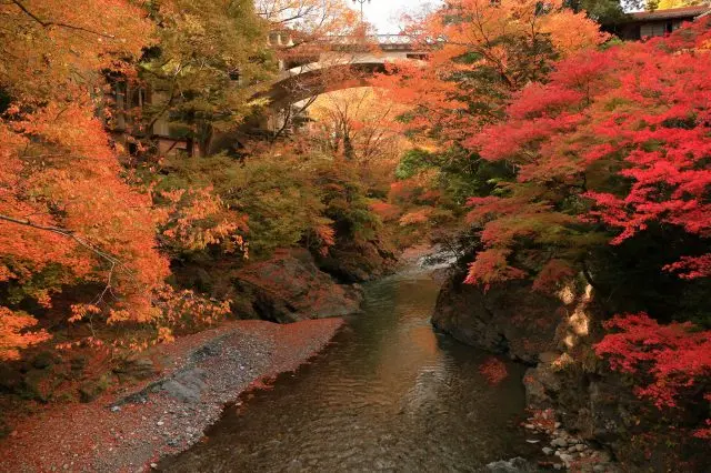 In Tokyo, even amidst the bustling city, there are serene places where you can enjoy the natural beauty of fall colors.