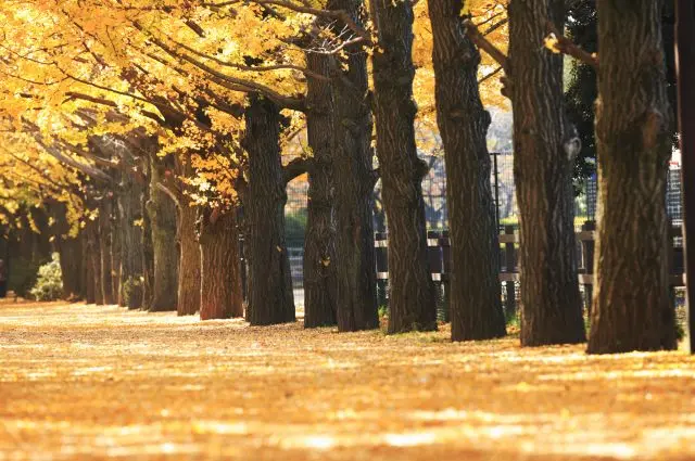 Autumnal leaves ginkgo