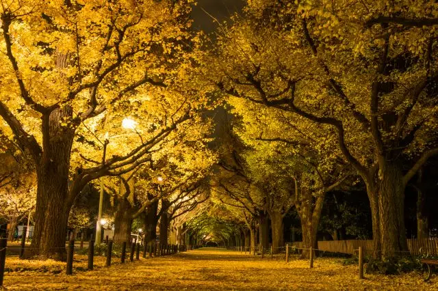 The famous Ginkgo Avenue
