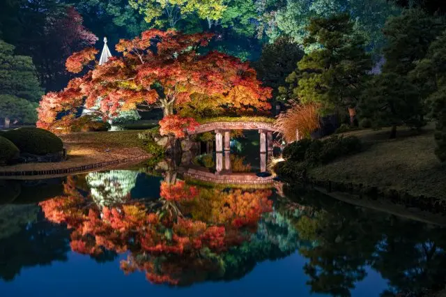 Illuminations even during the colorful autumn leaves season.