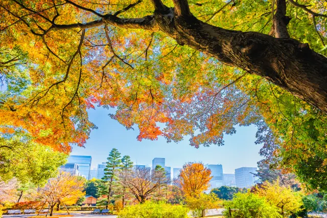 Sắc lá vàng nổi bật trên nền các tòa nhà Marunouchi