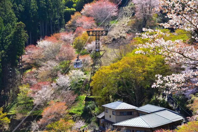 Unmissable views from the ropeaway!