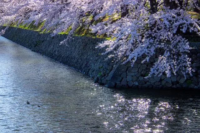 堀と桜が調和した景色も美しい