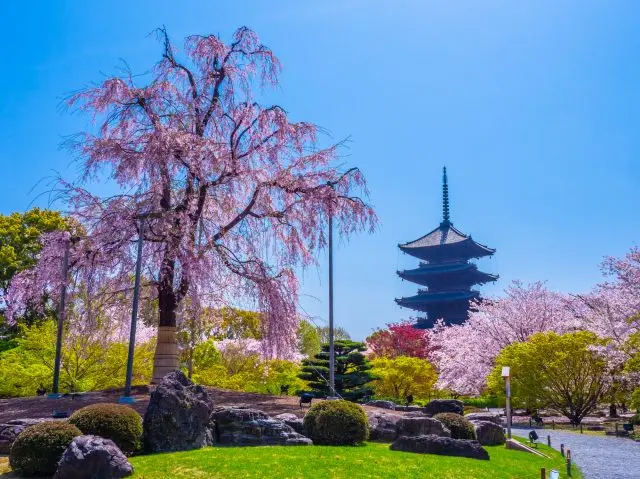 高達13公尺，樹齡超過120年的枝垂櫻「不二櫻」